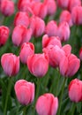 pink tulip details