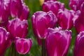 Pink tulip details