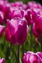 Pink tulip details Royalty Free Stock Photo