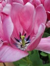 Pink tulip. Royalty Free Stock Photo