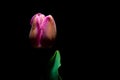 Pink Tulip details under a very low light on black background f Royalty Free Stock Photo