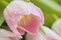 Pink tulip with dew close-up, macro. Spring flowers, abstract floral background For romantic moments of life, Romantic Royalty Free Stock Photo