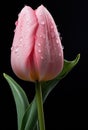 pink tulip with drips of water on grey background, Royalty Free Stock Photo