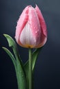 pink tulip with drips of water on grey background, Royalty Free Stock Photo