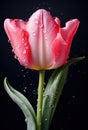 pink tulip with drips of water on grey background, Royalty Free Stock Photo