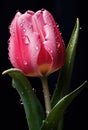 pink tulip with drips of water on grey background, Royalty Free Stock Photo