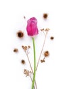 Pink tulip and dry wildflowers, spiky bur of burdock on white canvas background