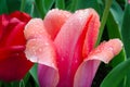 Pink Tulip after an early morning spring rain.