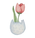 Pink Tulip Emerging from Cracked Eggshell with Easter Mood Against White Background Royalty Free Stock Photo