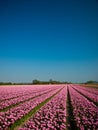 Pink Tulip Field Royalty Free Stock Photo