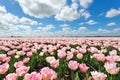 Pink tulip field and blue sky Royalty Free Stock Photo