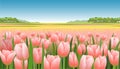 Pink tulip field with blue sky vector illustration