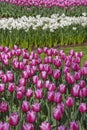 Pink tulip field Royalty Free Stock Photo