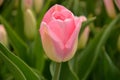 Pink tulip Royalty Free Stock Photo