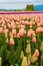 Pink tulip field Royalty Free Stock Photo