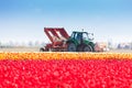 Pink tulip field and tractor works on background