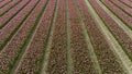 pink tulip fields in spring in the netherlands dronehoto Royalty Free Stock Photo