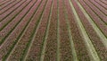 pink tulip fields in spring in the netherlands dronehoto Royalty Free Stock Photo