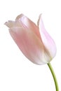 Pink tulip flower