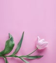 Pink tulip flower on pink background. Waiting for spring. Card for Mothers day, 8 March, Happy Easter. Greeting card Royalty Free Stock Photo