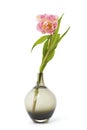 Pink tulip flower in a black glass vase. Royalty Free Stock Photo