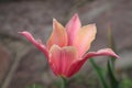 Pink Tulip flower Royalty Free Stock Photo