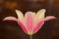 Pink Tulip flower, lifestyle Royalty Free Stock Photo