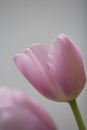 Pink tulip flower in bloom with smooth silky petals close up still on a grey background beautiful flower Royalty Free Stock Photo