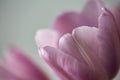 Pink tulip flower in bloom with smooth silky petals close up still on a grey background Royalty Free Stock Photo