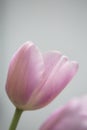 Pink tulip flower in bloom with smooth silky petals close up still on a grey background beautiful flower Royalty Free Stock Photo