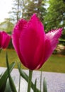 Pink tulip flower, blossom with green leaves in the garden, close up Royalty Free Stock Photo