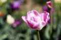 Pink tulip flower blossomed, closeup in nature. A large flower with white stripes grows in the field Royalty Free Stock Photo