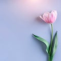 Pink tulip flower on blue background. Card for Mothers day, 8 March, Happy Easter. Waiting for spring. Greeting card Royalty Free Stock Photo