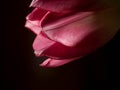 Pink tulip flower, blurred on black background season greeting card, spring background Royalty Free Stock Photo