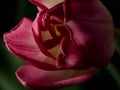 Pink tulip flower, blurred on black background season greeting card, spring background Royalty Free Stock Photo