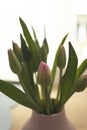 Purple tulip flower bouquet blossoming on an interior domestic room