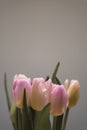 Pink tulip flower bouquet with smooth petals close up still on a grey background interior scene Royalty Free Stock Photo