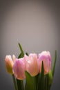 Pink tulip flower bouquet with smooth petals close up still on a grey background Royalty Free Stock Photo