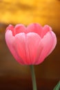 Pink Tulip flower, Bud Royalty Free Stock Photo