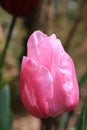 Pink tulip flower - close up of flower - geophyte Royalty Free Stock Photo