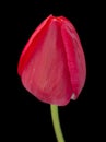 Pink tulip flower closeup Royalty Free Stock Photo