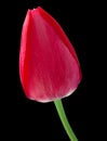 Pink tulip flower closeup Royalty Free Stock Photo