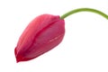 Pink tulip flower closeup Royalty Free Stock Photo