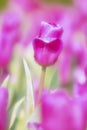 Pink tulip flower with dewdrop in sunny morning day