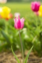 Pink Tulip flower in a tulip field Royalty Free Stock Photo