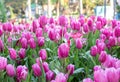 Pink tulip flower fields blooming