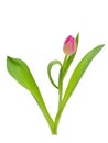 Pink Tulip flower with green leaves isolated on white background