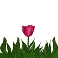 Pink Tulip flower in green leaves