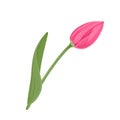 Pink tulip flower with green stem and leaf Isolated on white background. Vector illustration Royalty Free Stock Photo