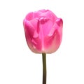 Pink tulip flower head isolated on white background